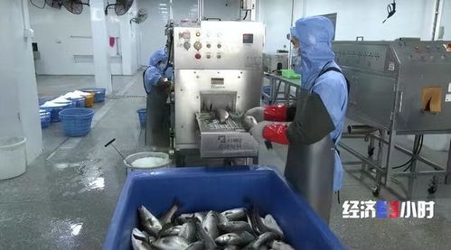 珠海打造“年魚(yú)之都” 預(yù)制菜產(chǎn)業(yè)年產(chǎn)值超1.5億元，紡織業(yè)協(xié)同發(fā)展